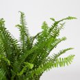 thumbnail image 1 of Expert Gardener Live Indoor 18in. Tall Green Kimberly Queen Fern Plant, Partial Sun, in 7in. Grower's Pot, 1 of 3