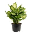 thumbnail image 1 of Expert Gardener 16" Foliage Live Plants Grower Pot, Air-Purifying, 1 of 5
