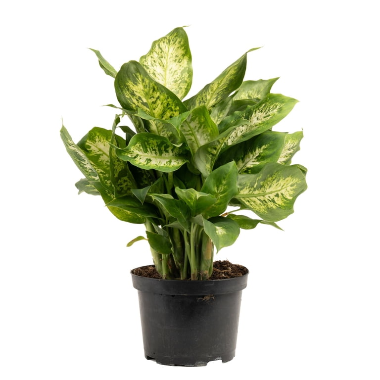 water meter for indoor plants Water Meter for Houseplants – BloomBoxClub Italy main image 1