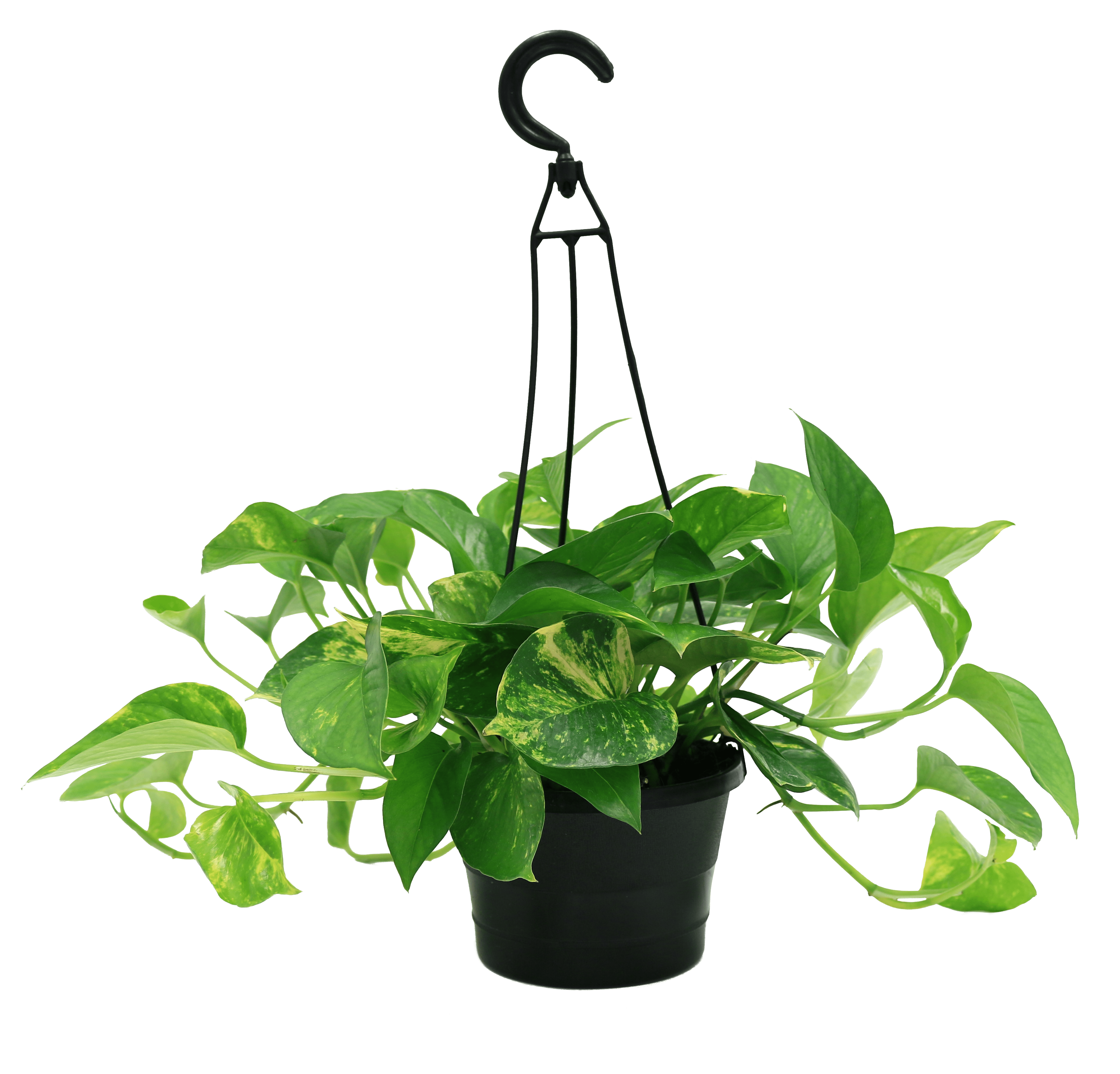 Expert Gardener Live Indoor Plant Green Pothos in 6in Grower Pot