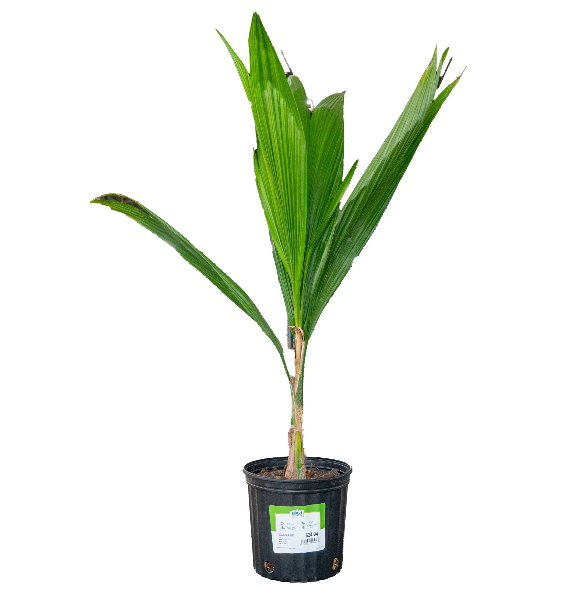 peace lily potted plant Peace Lily | Large