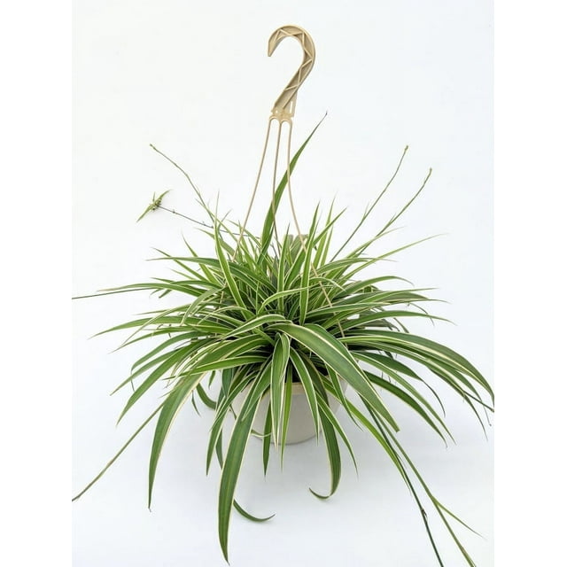 Expert Gardener Live Plant 1.5G Chorophytum Spider Plant Decorative Planter Full Sun or Partial Shade