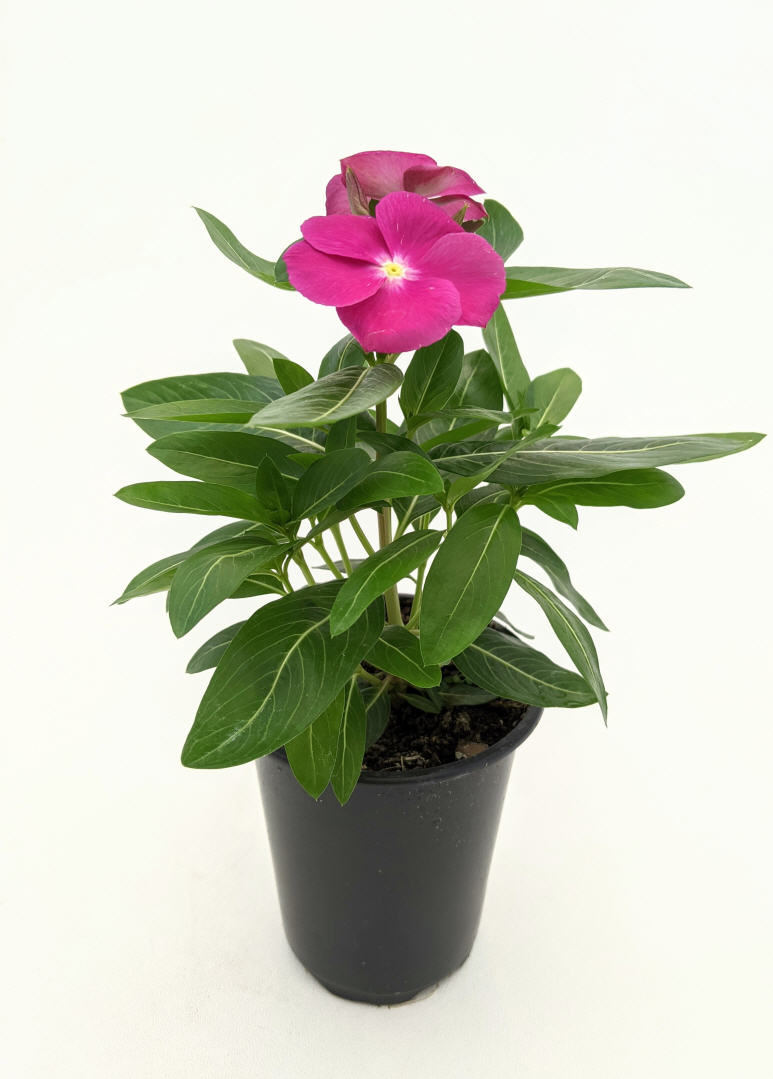 Expert Gardener Live Plant 1Pt Vinca Grower Pot Full Sun or Partial