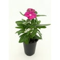 Expert Gardener Live Plant 1Pt Vinca Grower Pot Full Sun or Partial