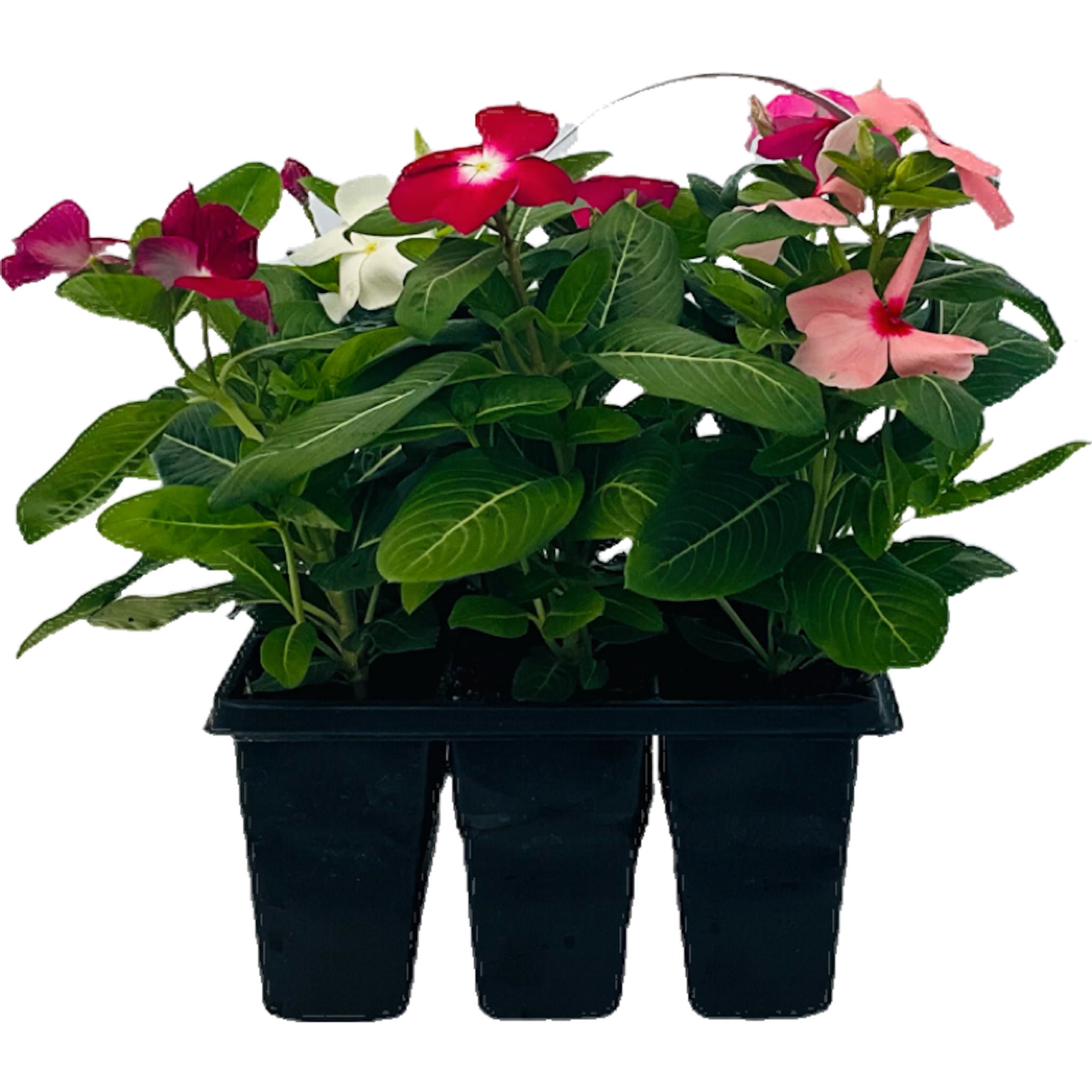 Expert Gardener Live Plant 6PK Vinca Grower Pot Full Sun or Partial