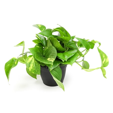 Expert Gardener Live Plant Golden Pothos in 6in Pot