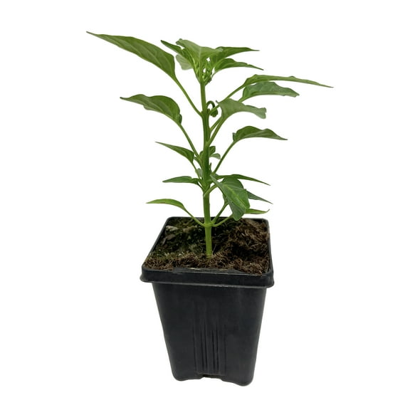 Expert Gardener 1PT Mint Plant, Full Sun