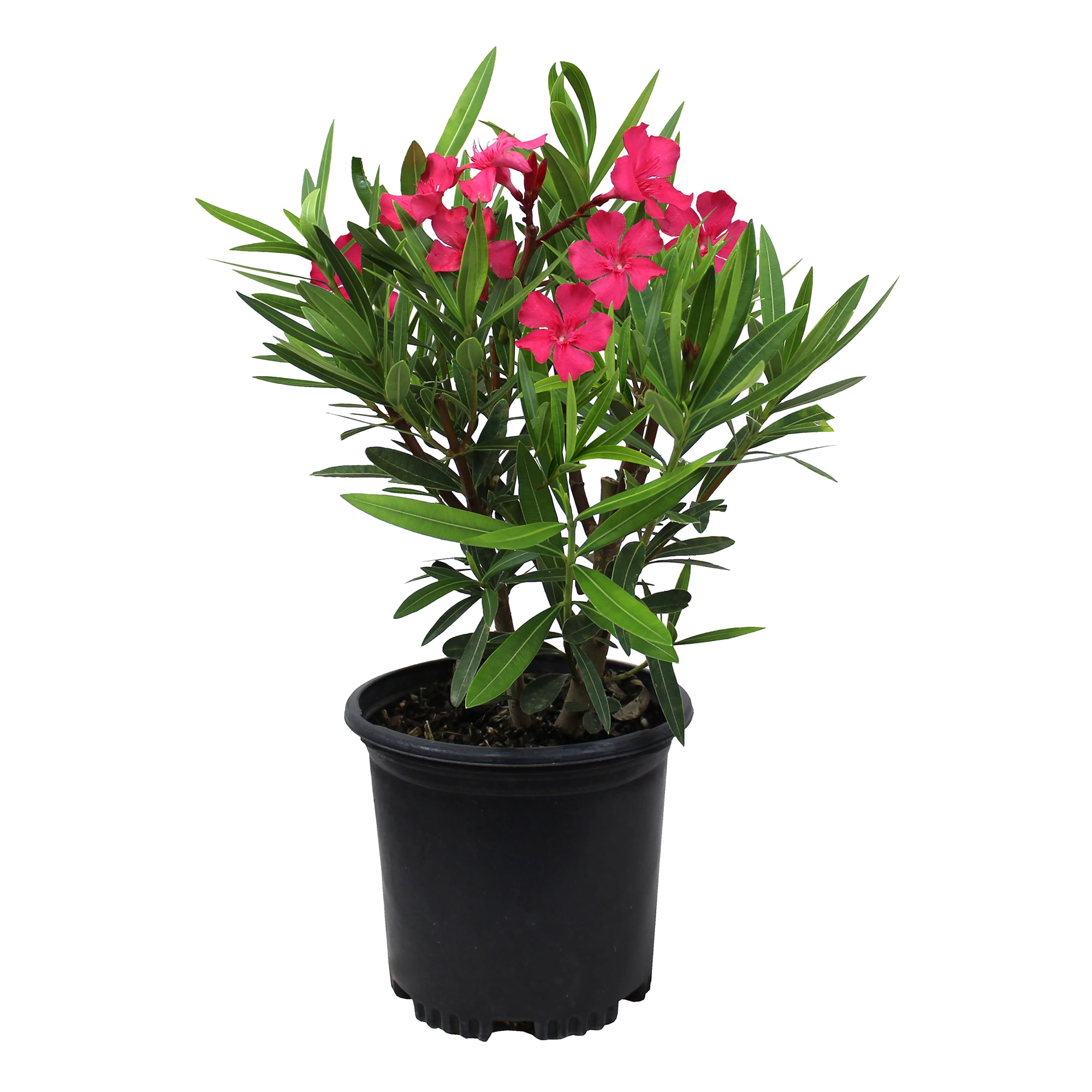 "Expert Gardener Nerium Oleander Hardy Pink, 15""-18"" Tall