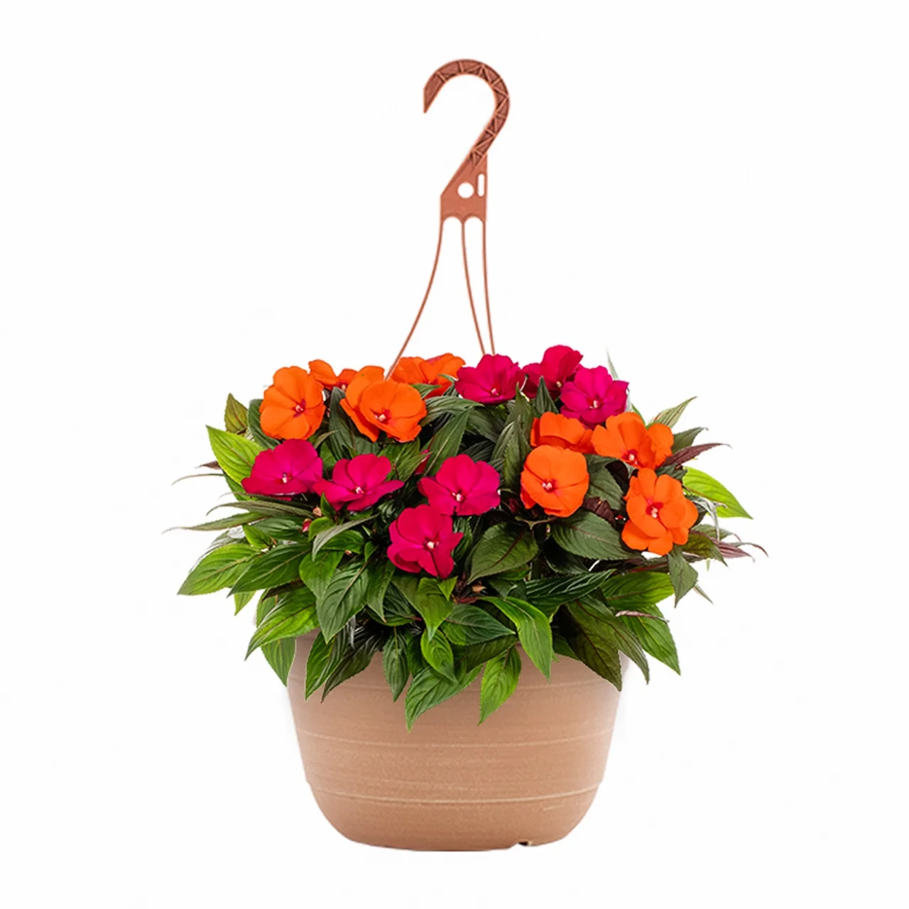 Expert Gardener New Guinea Impatiens 1.5G Multi-color Live Plants