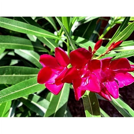 Expert Gardener Oleander
