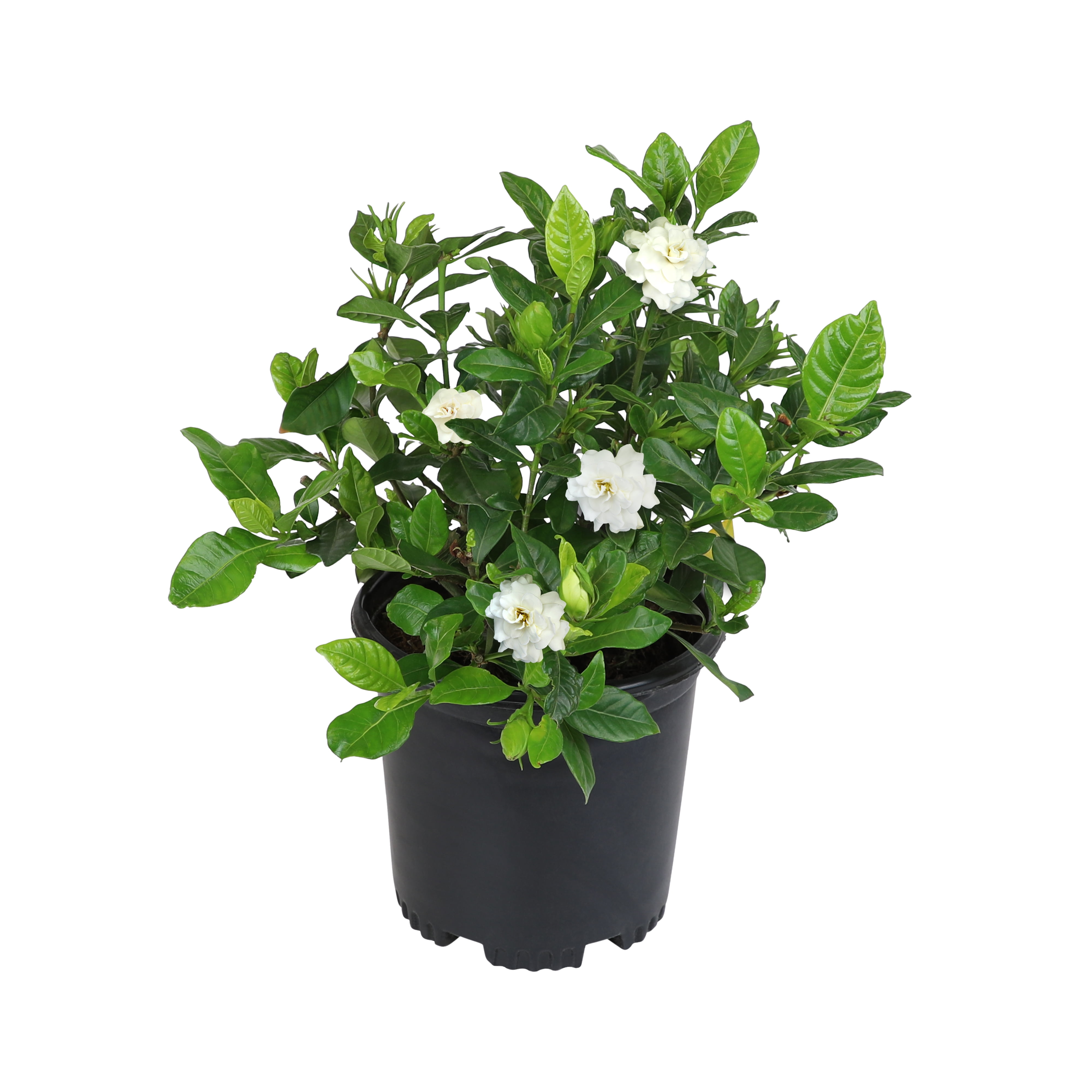 Expert Gardener Outdoor Live Gardenia 2.25 gal pot