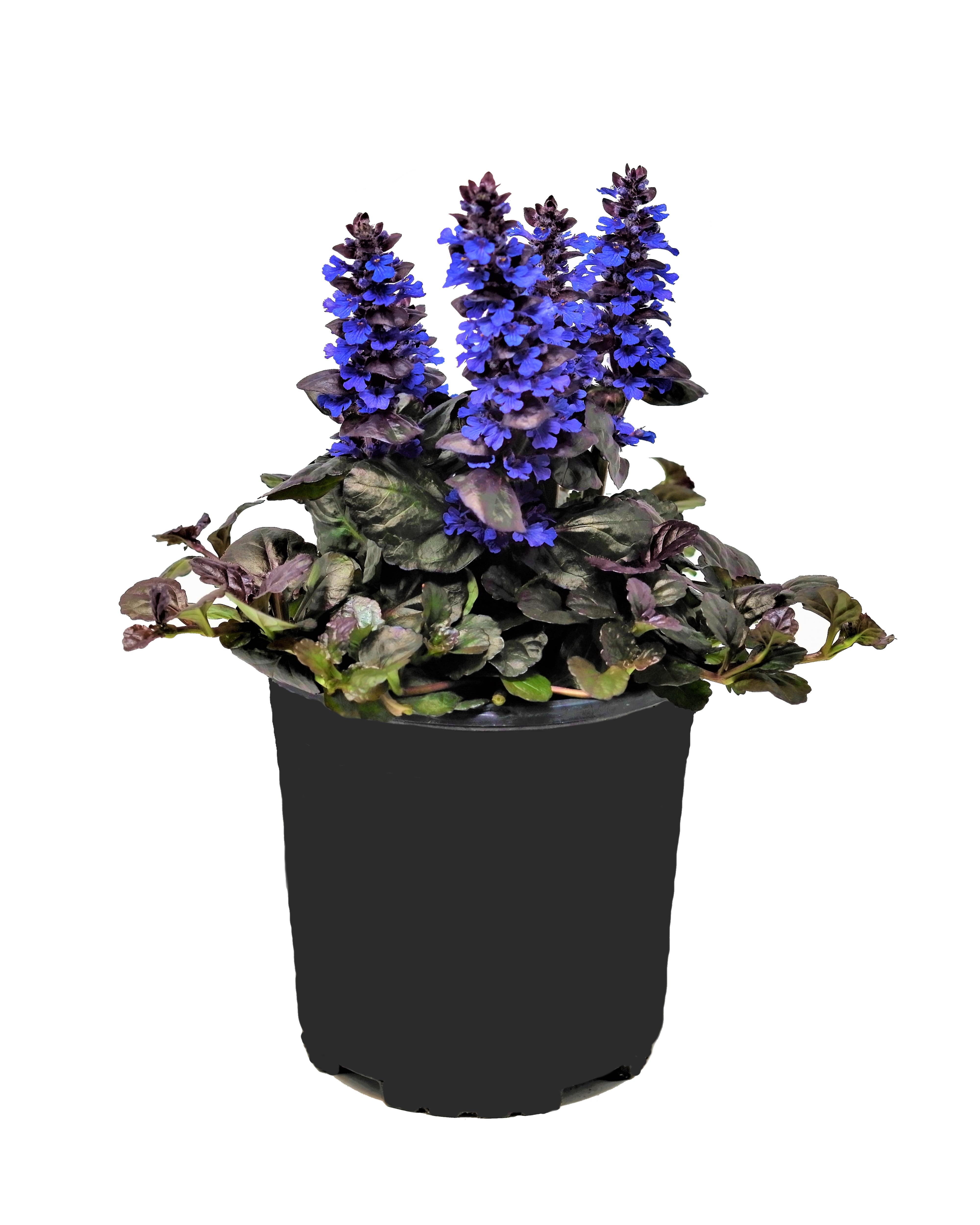 Expert Gardener Outdoor Live Plant Ajuga Bugleweed Purple 2.5QT, Part Shade