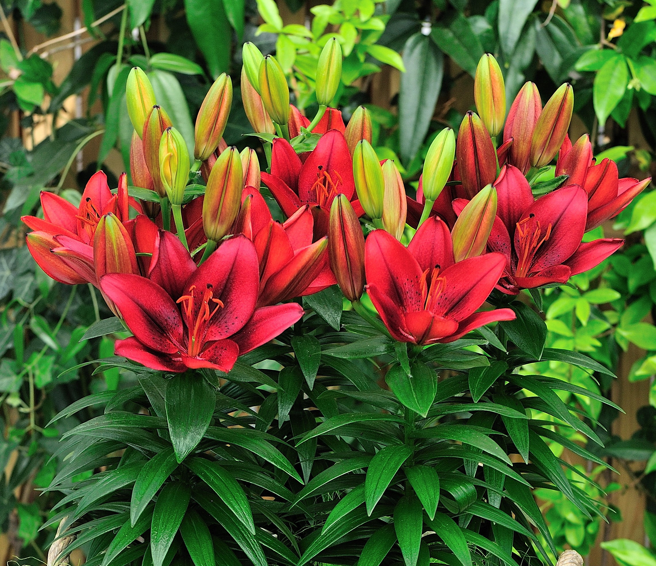 Expert Gardener Outdoor Live Plant Asiatic Lily Red 2.5QT, Sun