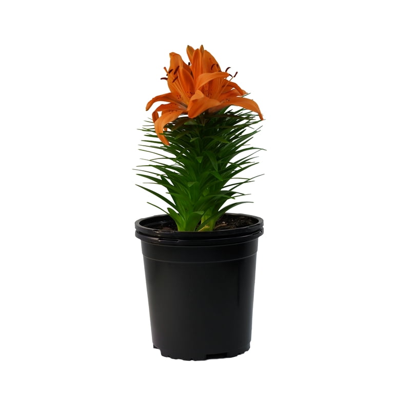 Expert Gardener Outdoor Live Plant Asiatic Lily Tiny Invader