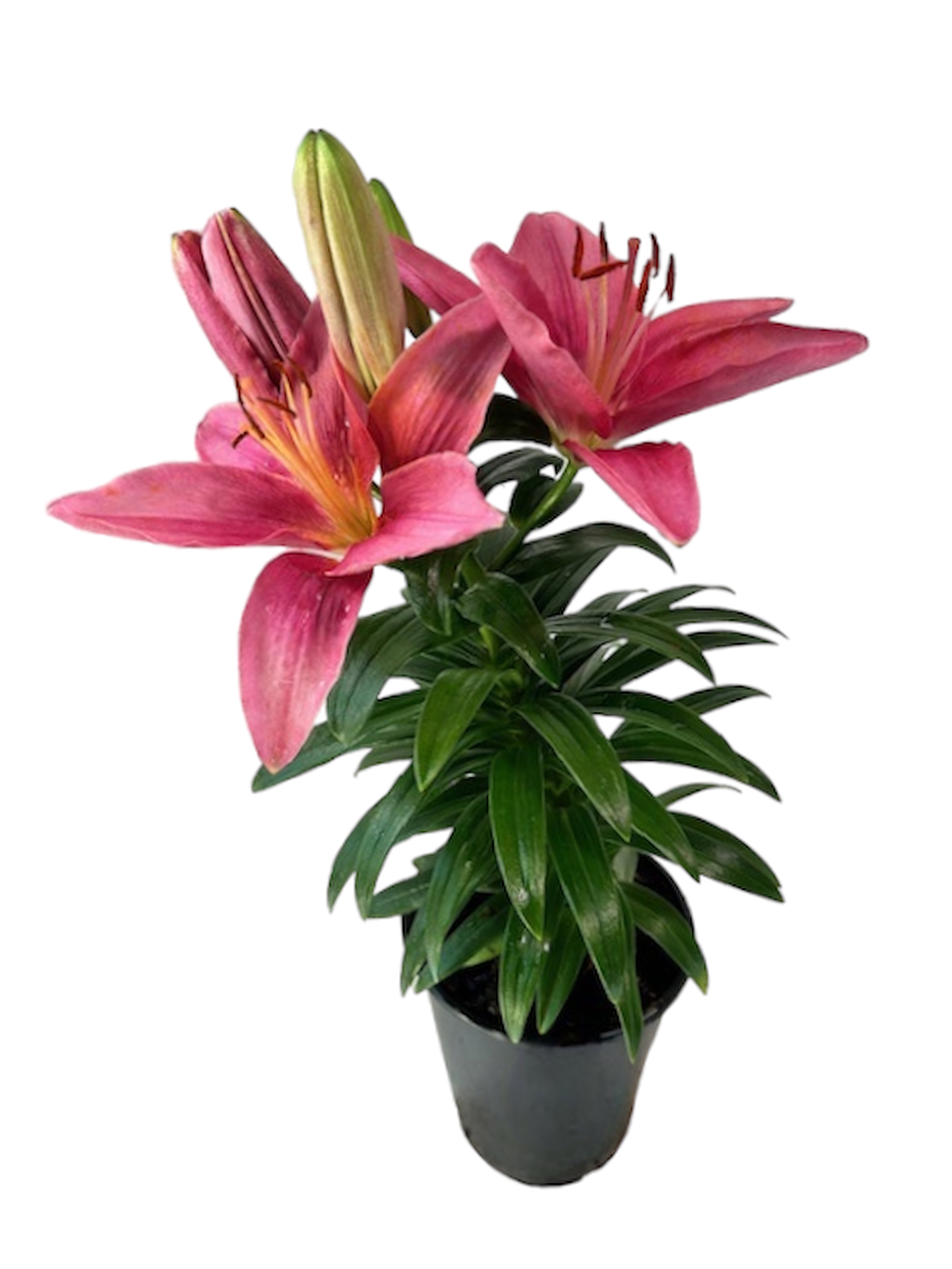 Lily❤️ Expert Gardener Outdoor Live Plant Asiatic Lily Tiny Pearl Pink