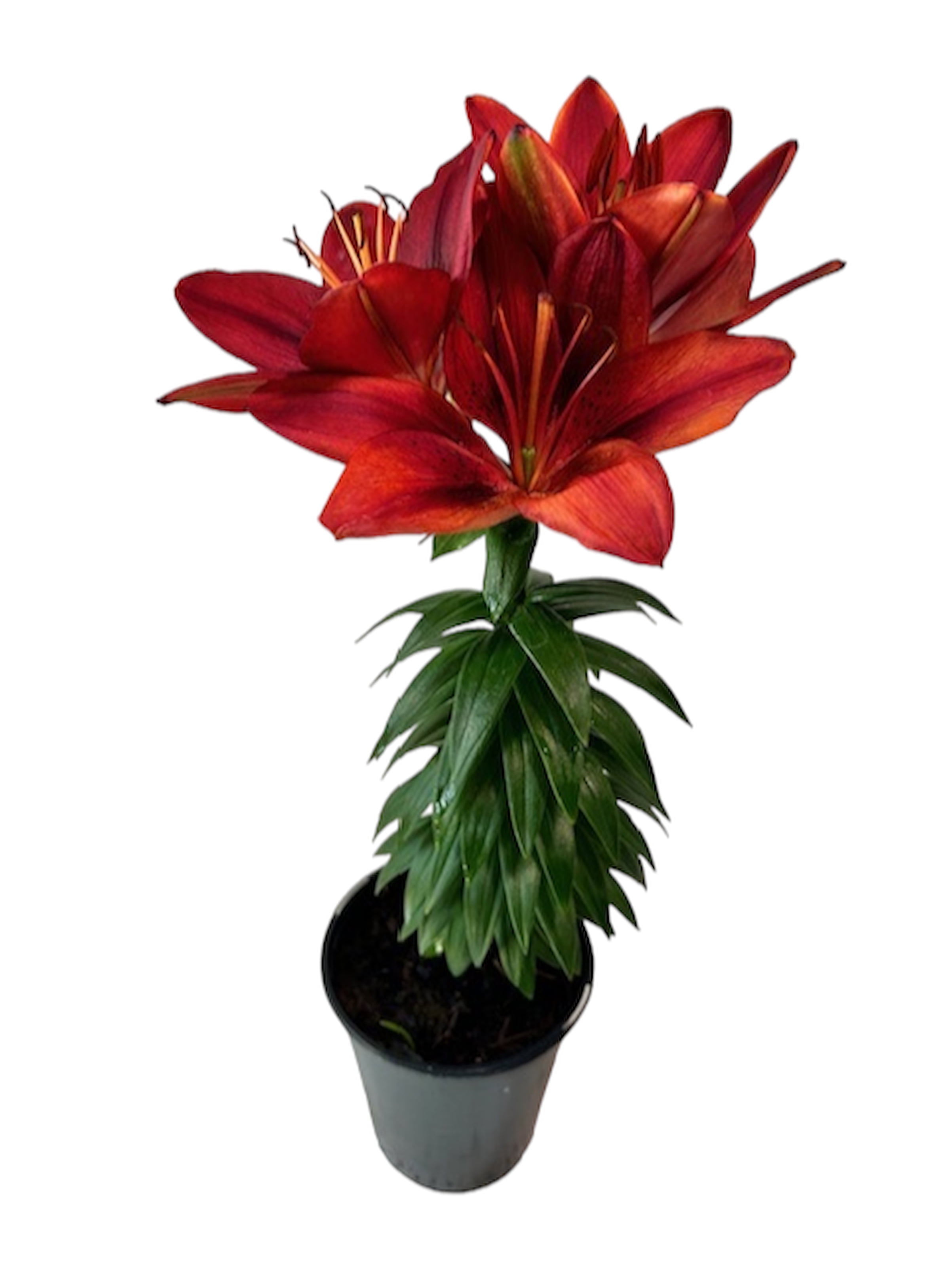 Expert Gardener Outdoor Live Plant Asiatic Lily Tiny Rocket Red 1QT, Full  Sun - Walmart.com