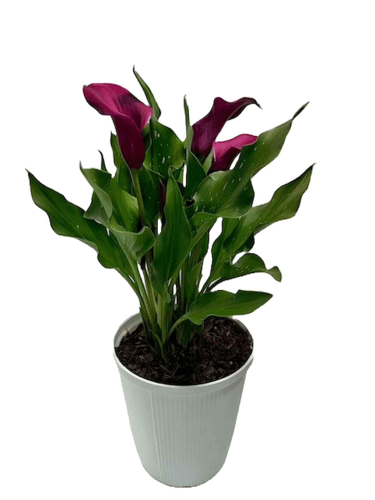 pot for money plant Chinese Money Plant Pilea peperomioides 2 Gal. / Teal / With Pot