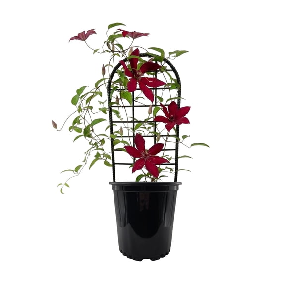 Expert Gardener Clematis 'Ruutel' Red 2.5QT, Partial Sun, Live Plant