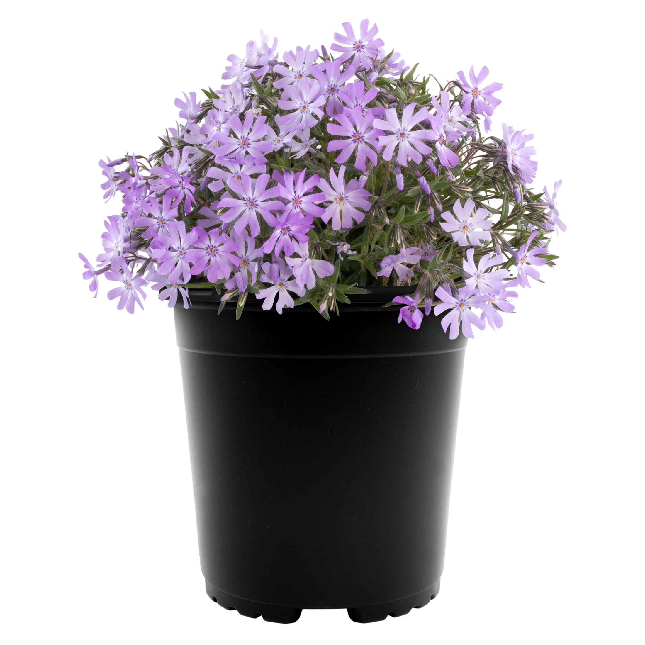 L ヒザデル パープル Expert Gardener Outdoor Live Plant Creeping Phlox Bedazzled