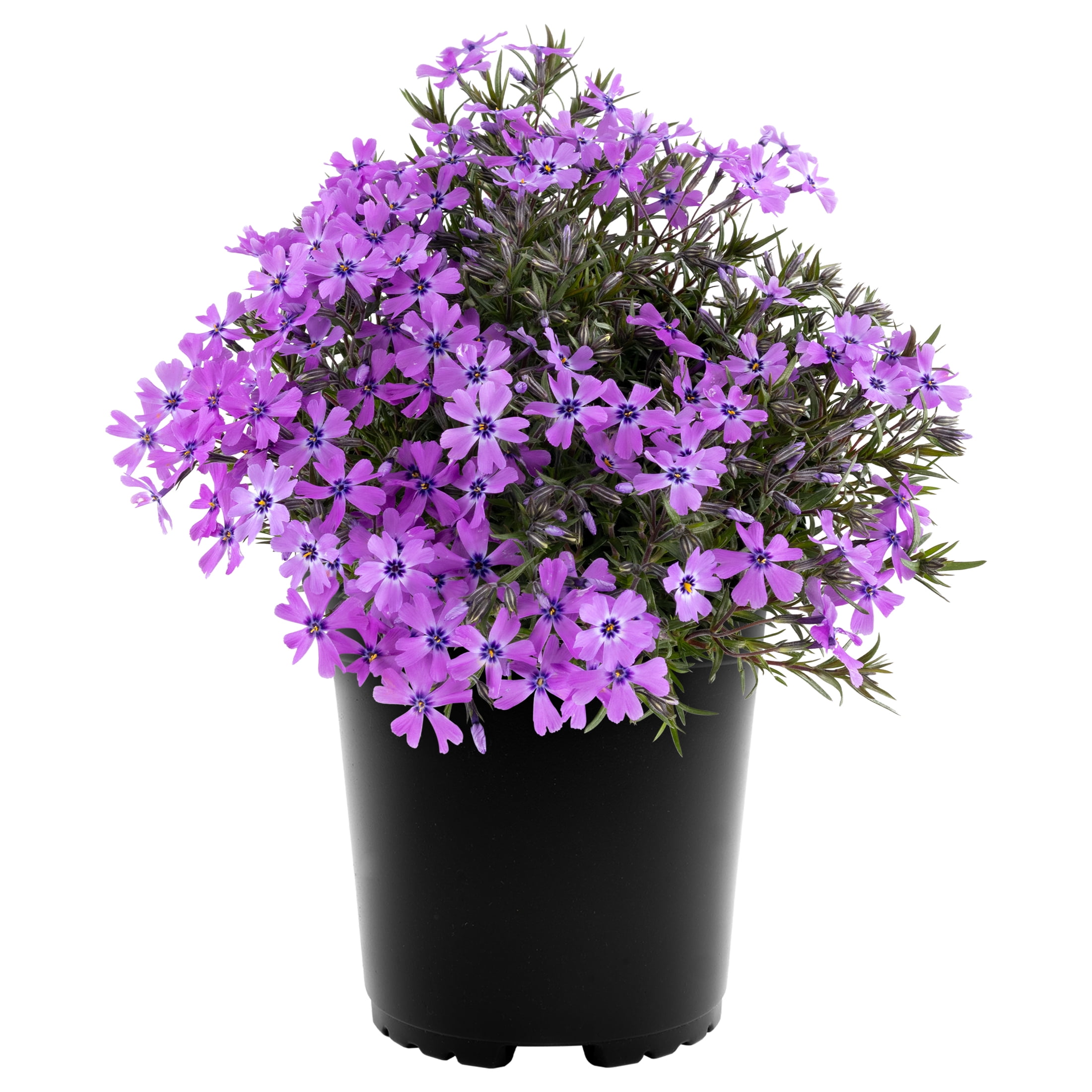 Expert Gardener Outdoor Live Plant Creeping Phlox Purple Beauty