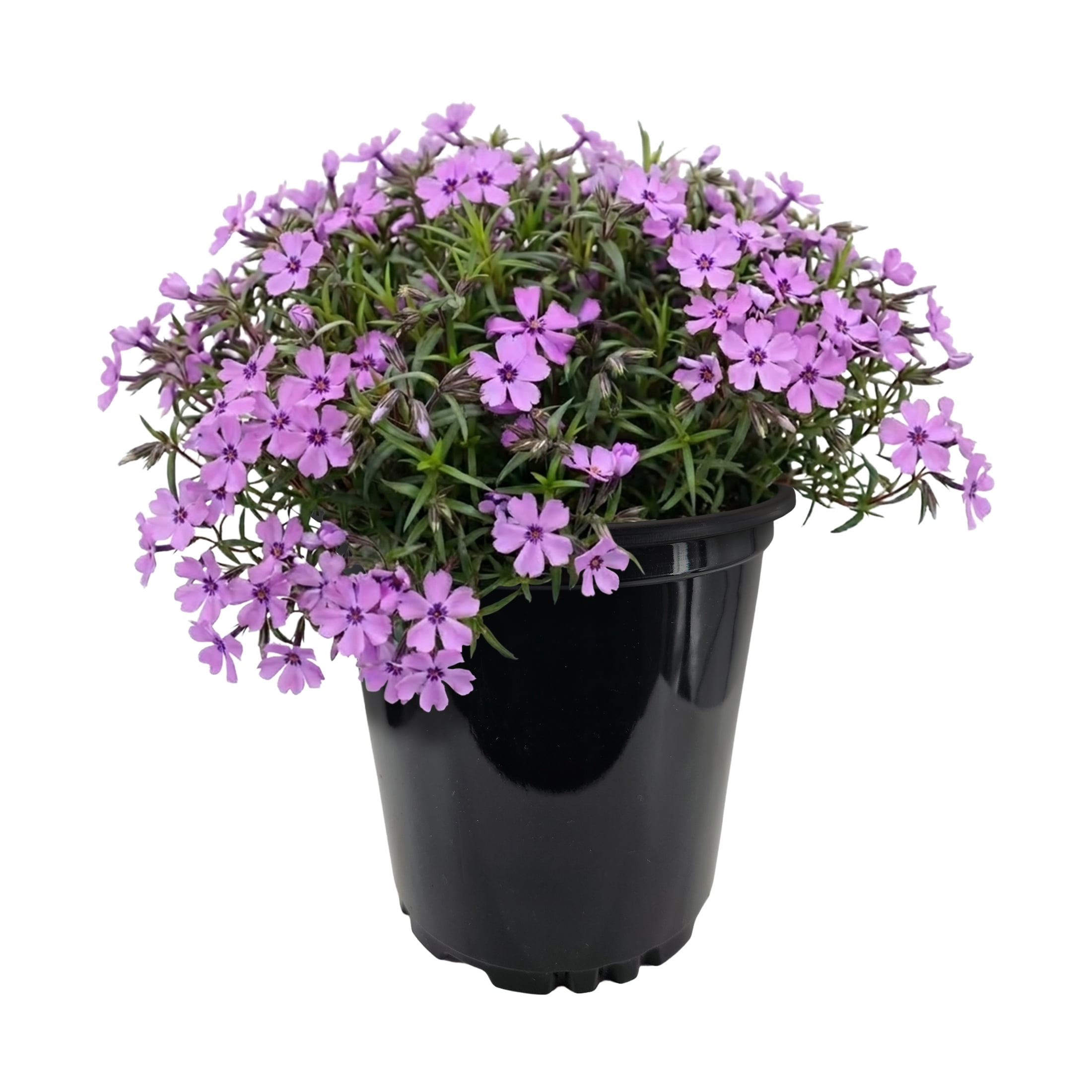 Expert Gardener Outdoor Live Plant Creeping Phlox Purple Beauty