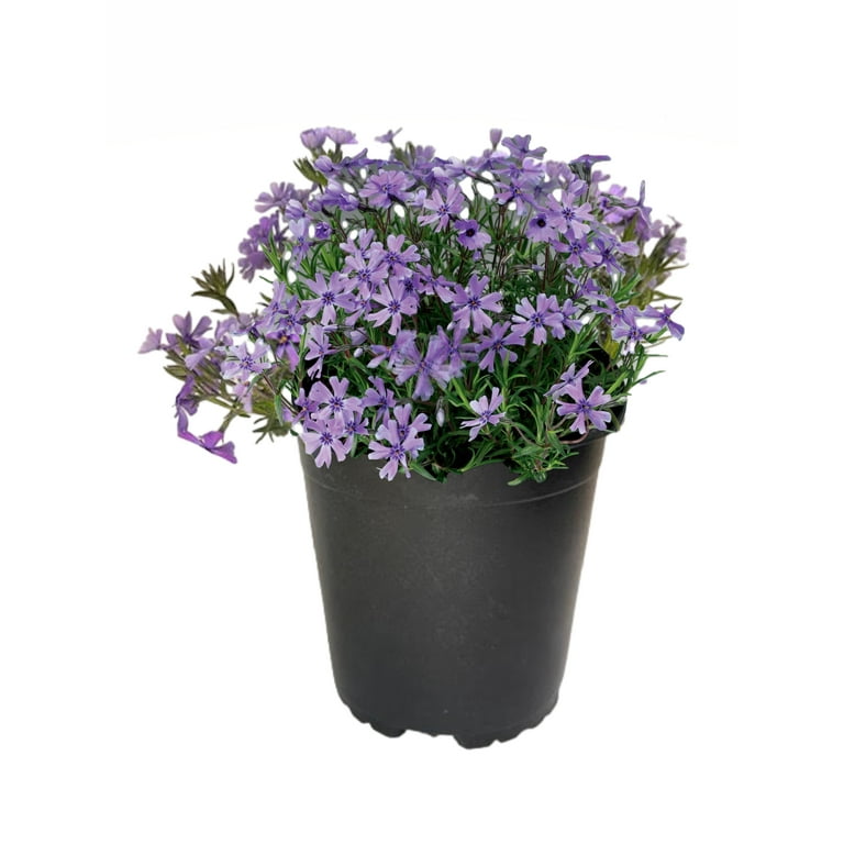 gardenpink① Pickle Zen Garden