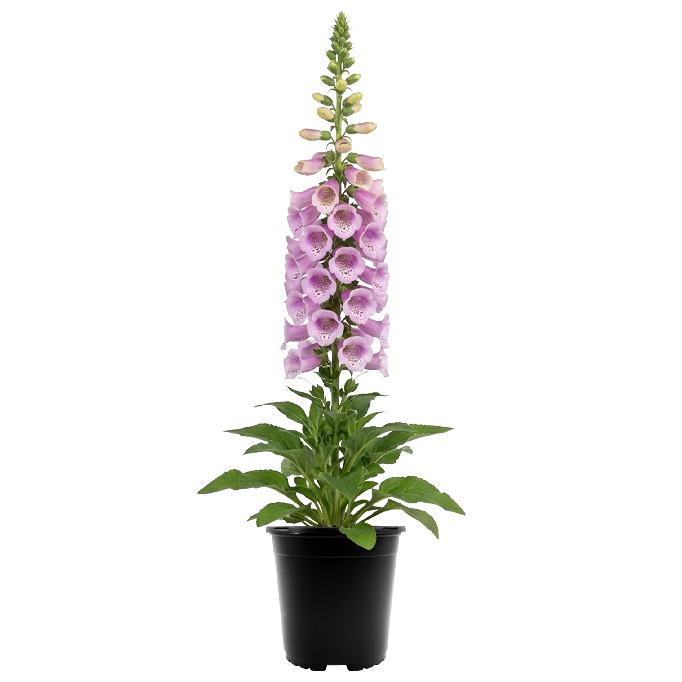 Expert Gardener Outdoor Live Plant Digitalis Foxglove Camelot