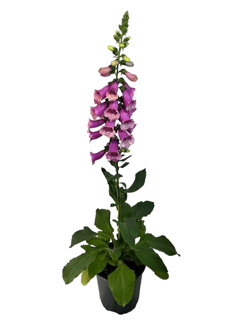 Expert Gardener Outdoor Live Plant Digitalis Foxglove Camelot Rose Pink ...