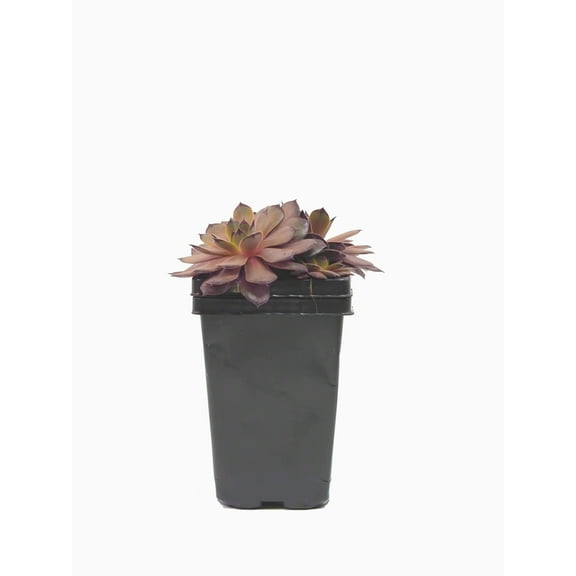 Expert Gardener Outdoor Live Plant Hen N Chicks Red 1QT, Full Sun