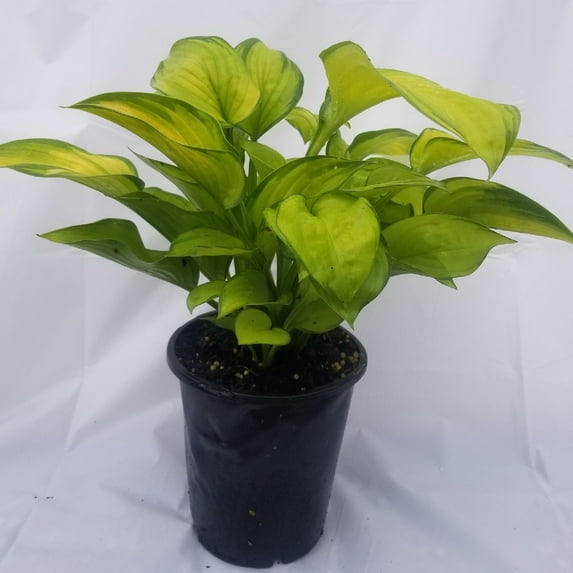 Expert Gardener Outdoor Live Plant Hosta 2.5qt