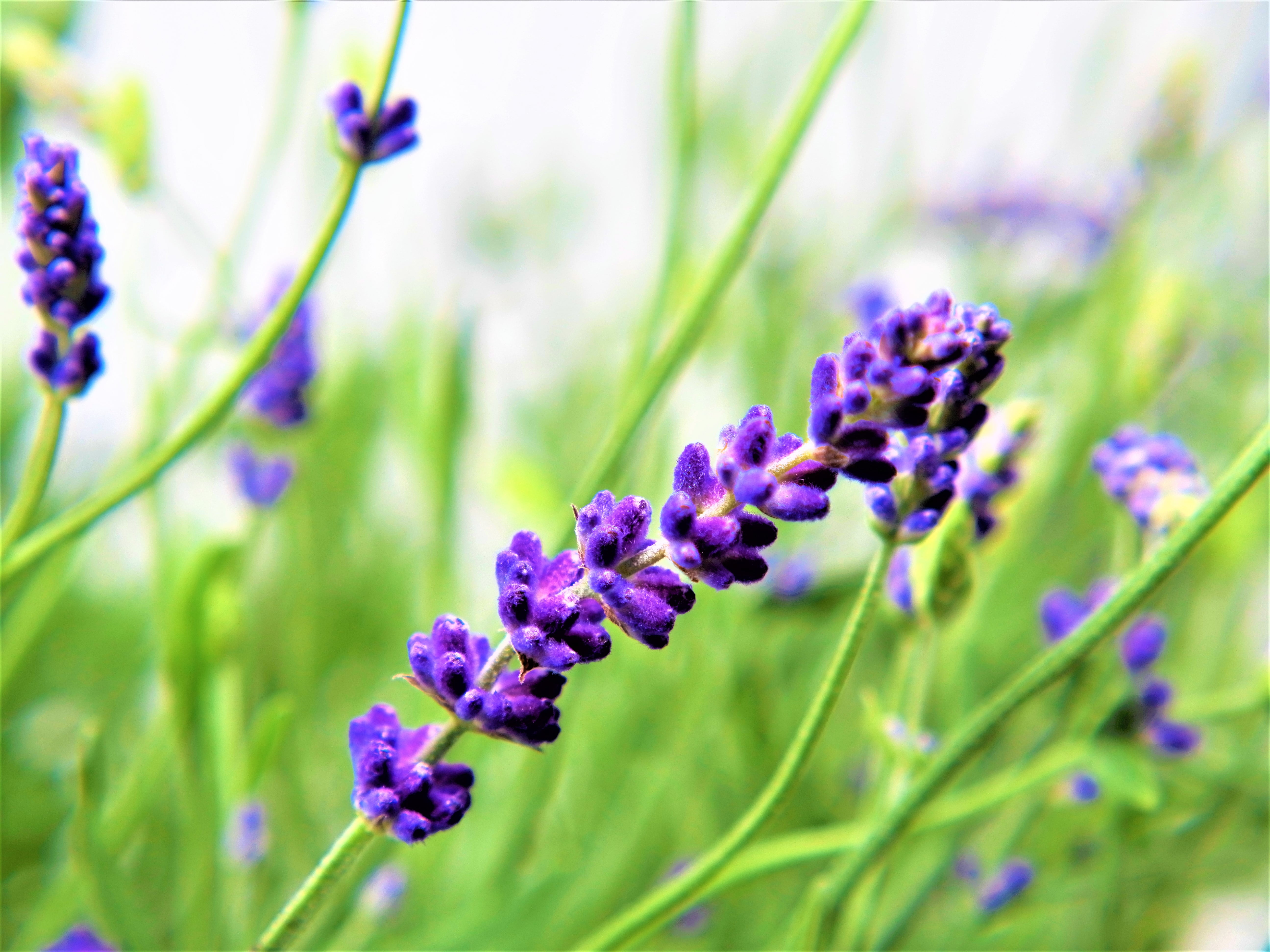 Expert Gardener Outdoor Live Plant Lavender Purple 1.5G, Full Sun