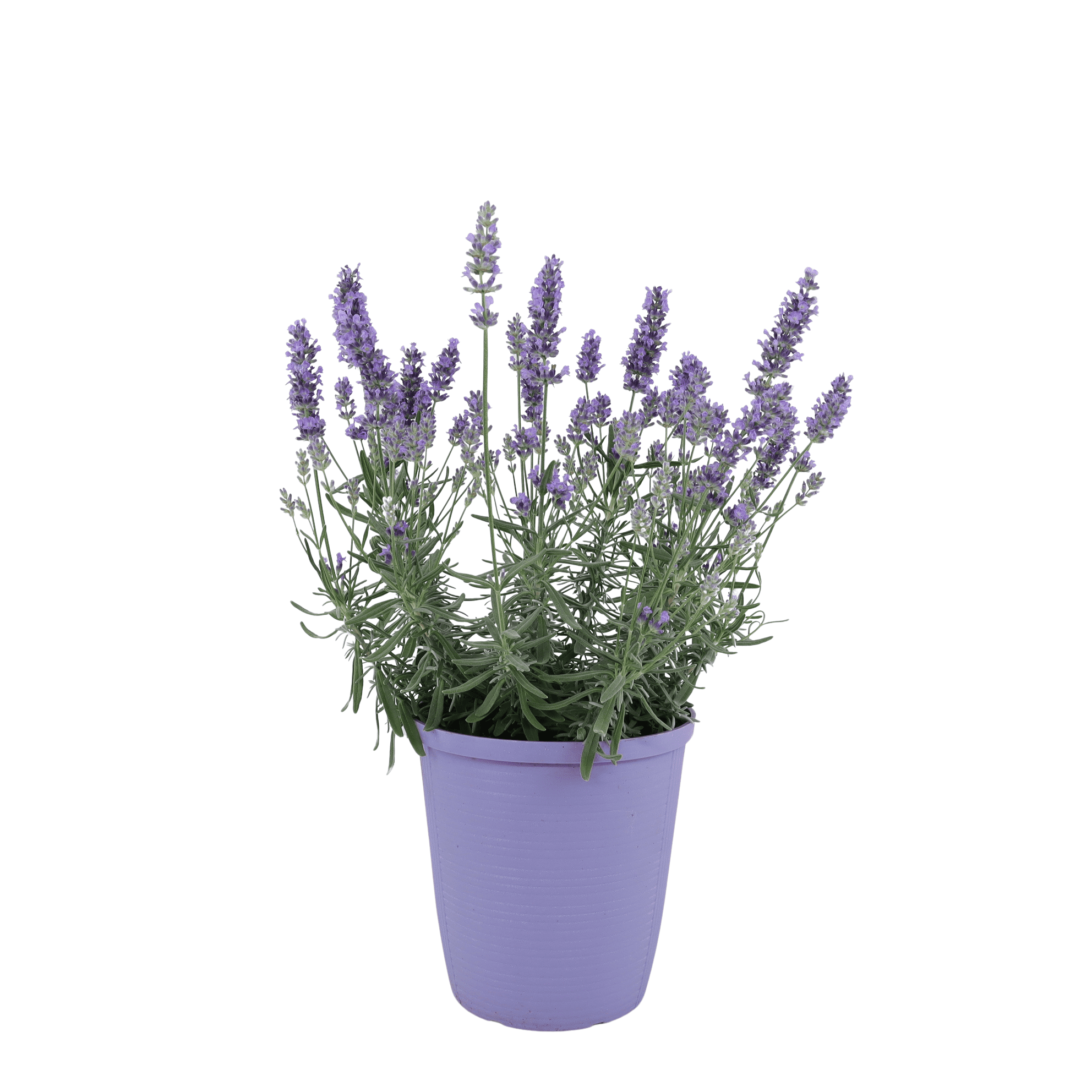 spanish lavender tree Spanish Lavender - 5 Gallon