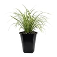 thumbnail image 1 of Expert Gardener Outdoor Live Plant Liriope Lily Turf Variegata Green Grass 2QT, Partial Shade, 1 of 7