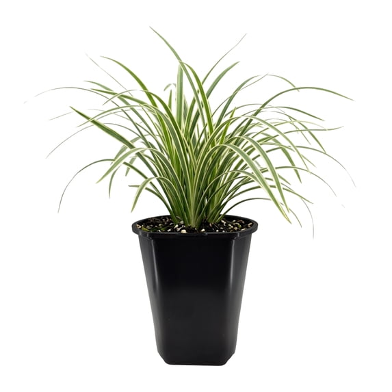 Expert Gardener Outdoor Live Plant Liriope Lily Turf Variegata Green Grass 2QT, Partial Shade