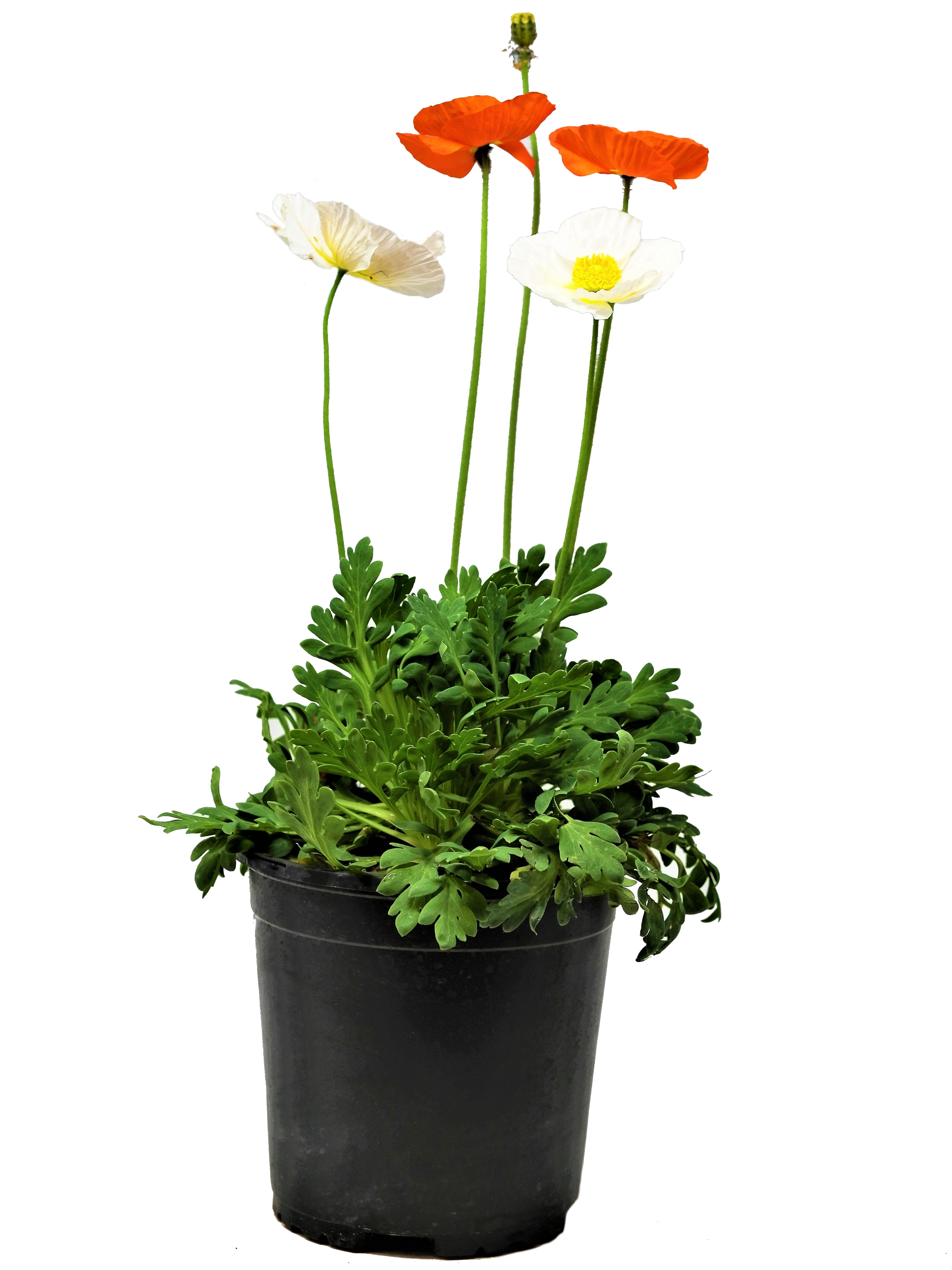 Expert Gardener Outdoor Live Plant Papaver Poppy Spring Fever Orange ...