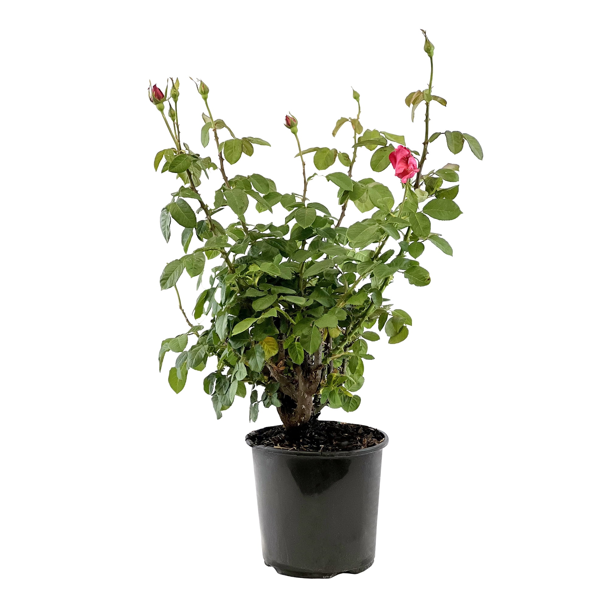 "Expert Gardener Outdoor Live Plant Pink Rose Shrub 18""-24"" Tall
