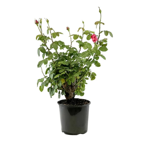 "Expert Gardener Outdoor Live Plant Pink Rose Shrub 18""-24"" Tall