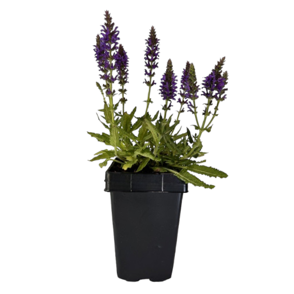 Expert Gardener Outdoor Live Plant Salvia Garden Sage Marcus Purple 1QT, Full Sun