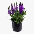 thumbnail image 1 of Expert Gardener Outdoor Live Plant Salvia Sage Noble Knight Purple 2.5QT, Partial Sun, 1 of 7