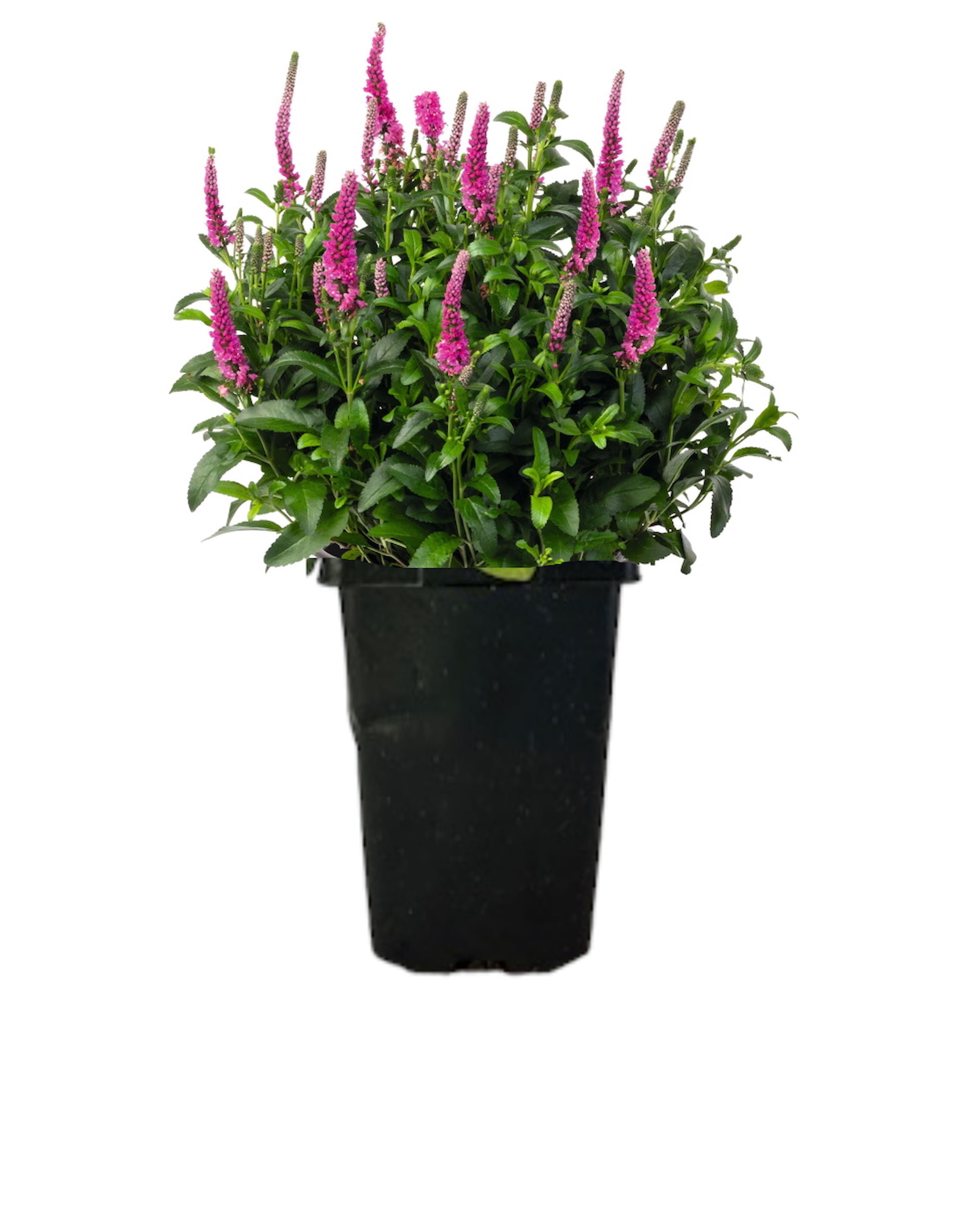 Expert Gardener Veronica Speedwell Candela Hot Pink Outdoor Live