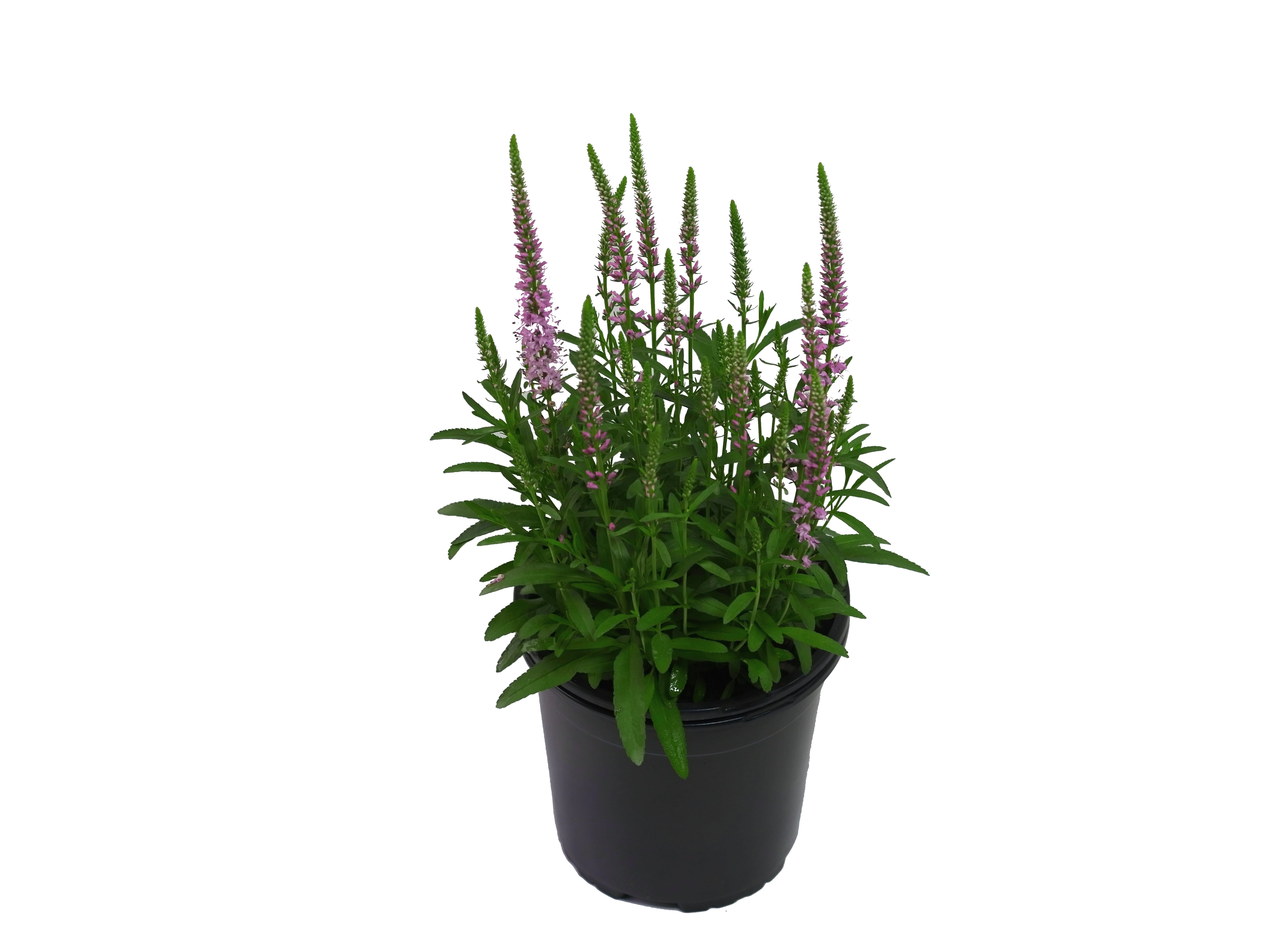 Valiem Willing plant別注S size 2set VALIEM willing plant 別注 鉢 s