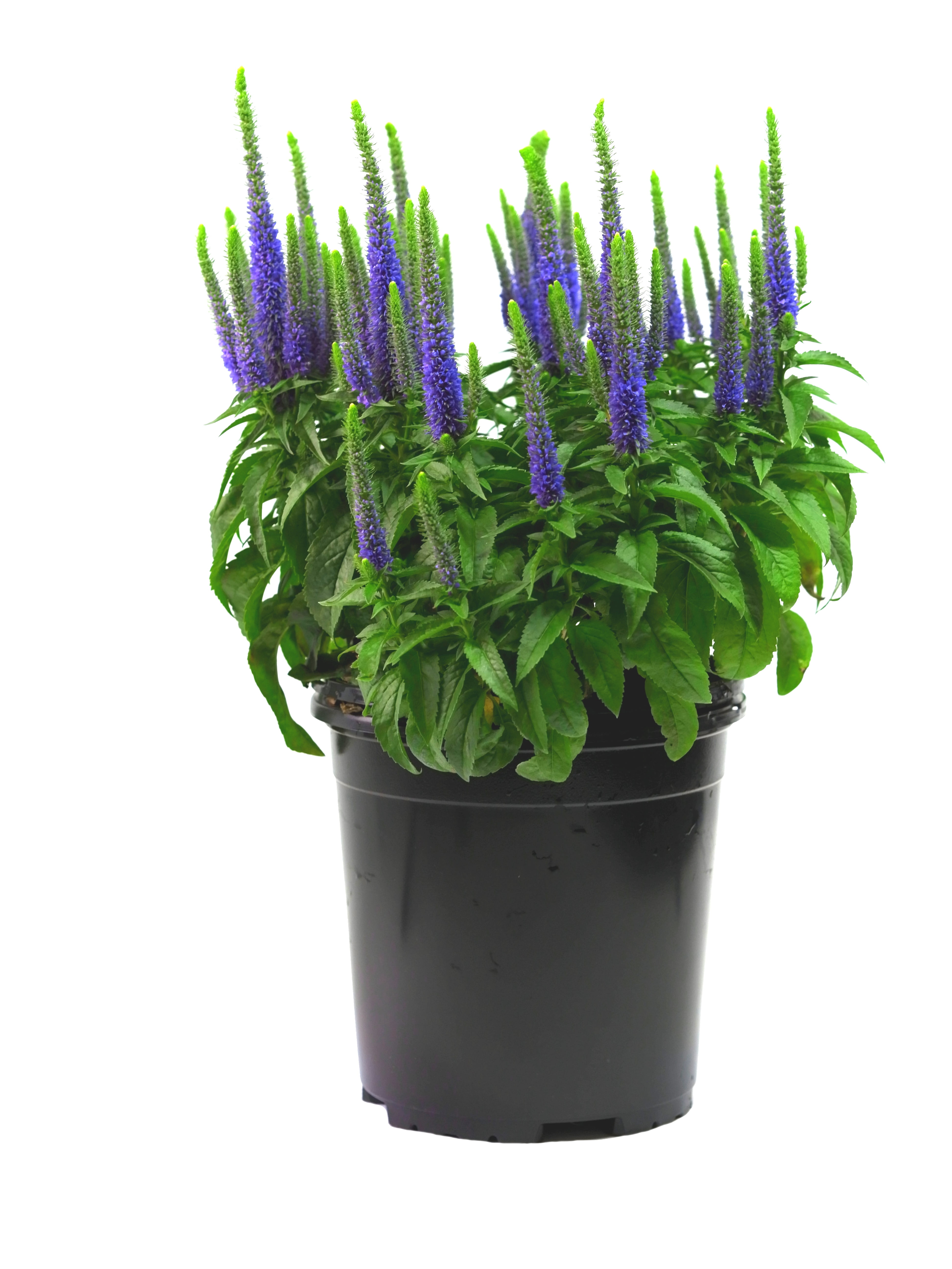 Expert Gardener Outdoor Live Plant Veronica Speedwell Royal