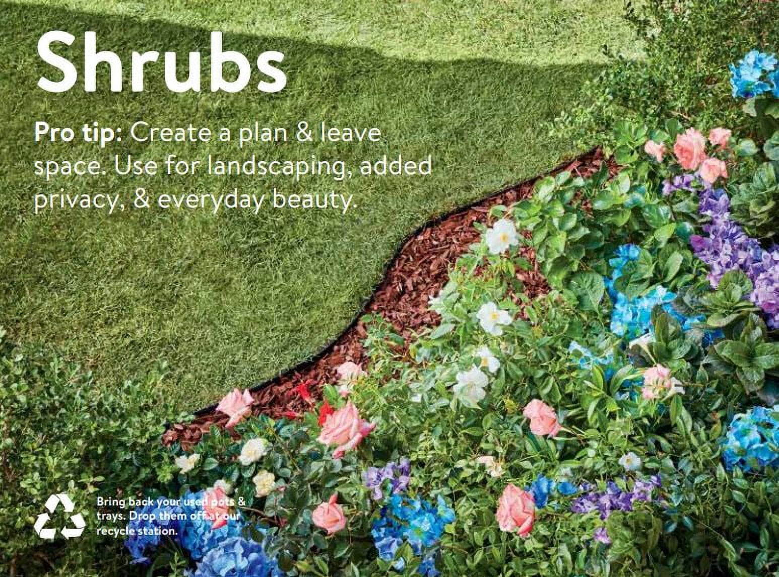 "Expert Gardener Outdoor Live Plant White Rose Shrub 18""-24"" tall