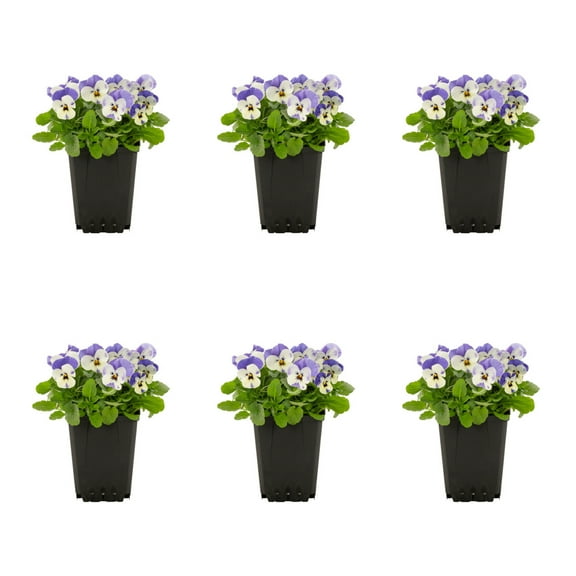 Expert Gardener 1PT Blue White Viola Live Annual Plant Sun 6-Pack