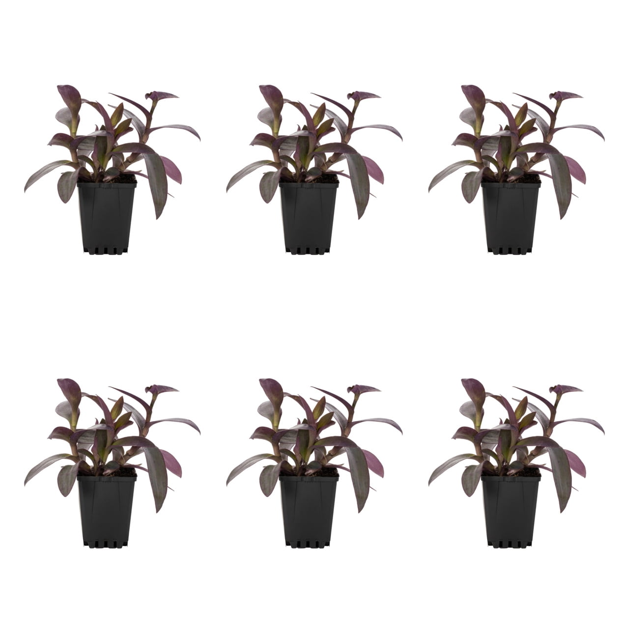 Expert Gardener 1PT Green Setcreasea Live Annual Plant Sun 6-Pack