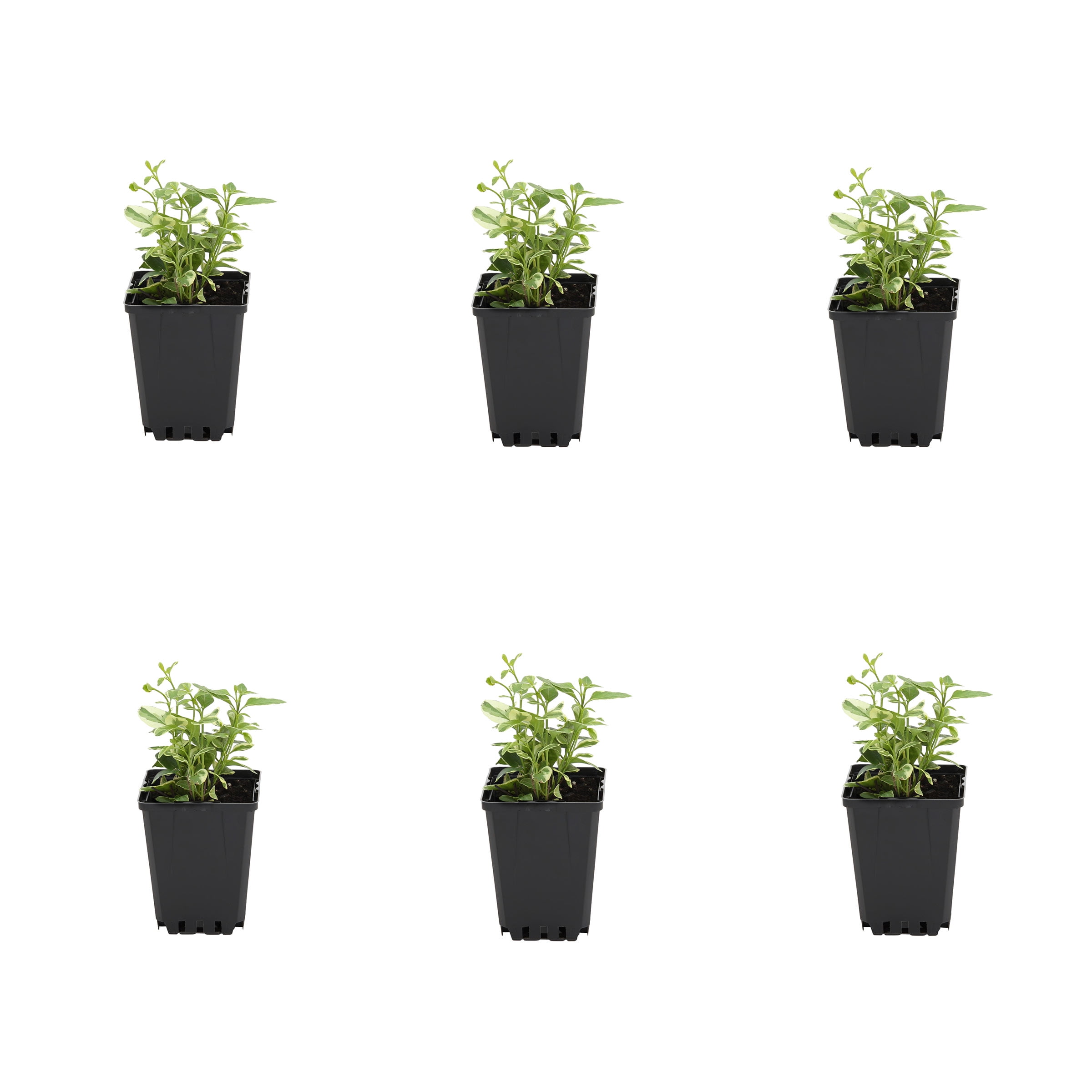 Expert Gardener 1PT Green Vinca Vine Live Annual Plant Sun 6-Pack