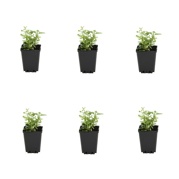 Expert Gardener 1PT Green Vinca Vine Live Annual Plant Sun 6-Pack