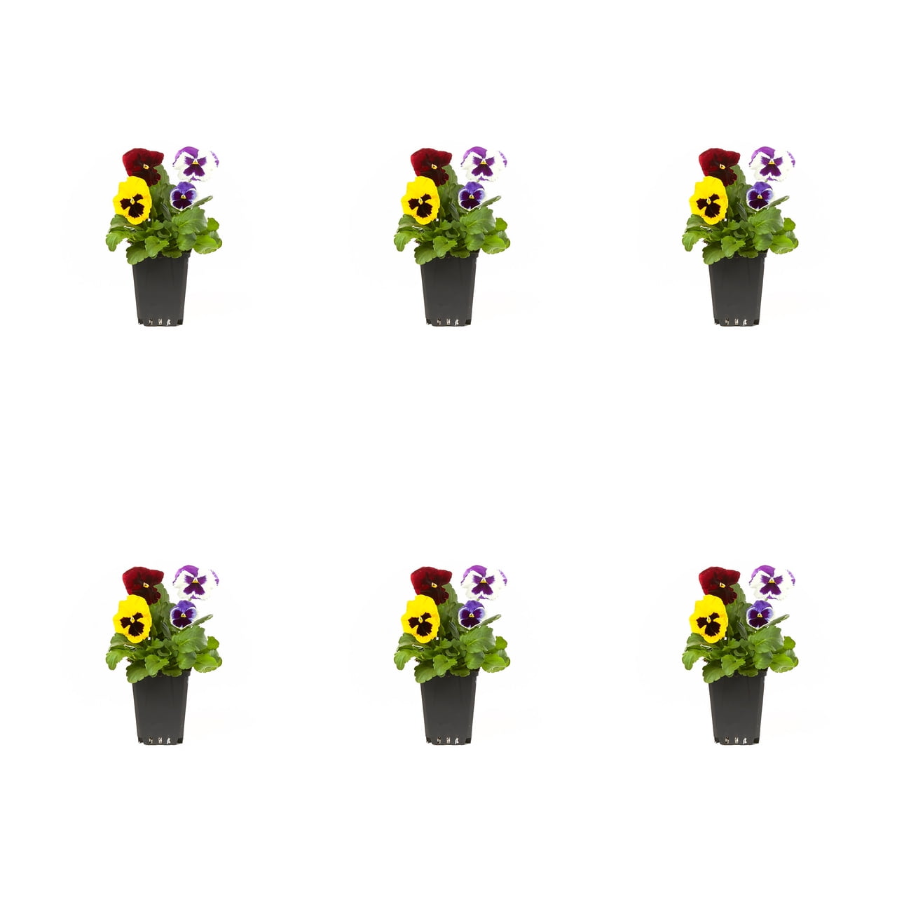 Expert Gardener 1PT Multicolor Blotch Pansy Live Annual Plant Sun 6-Pack