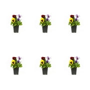 Expert Gardener 1PT Multicolor Blotch Pansy Live Annual Plant Sun 6-Pack