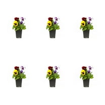 Expert Gardener 1PT Multicolor Blotch Pansy Live Annual Plant Sun 6-Pack